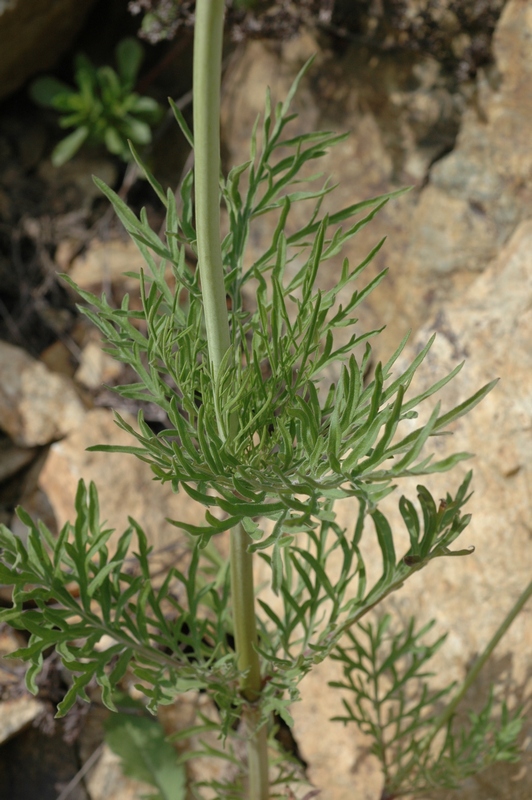 Изображение особи Scabiosa ochroleuca.