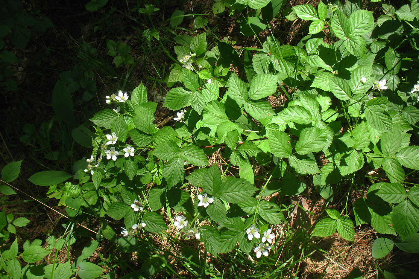 Изображение особи Rubus nessensis.