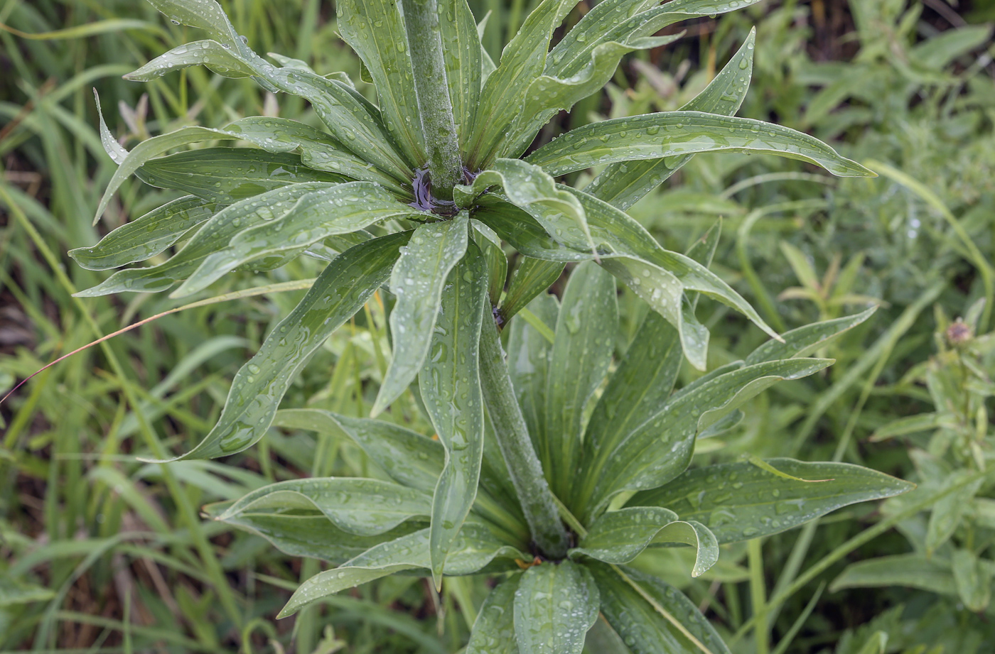 Изображение особи Lilium pilosiusculum.