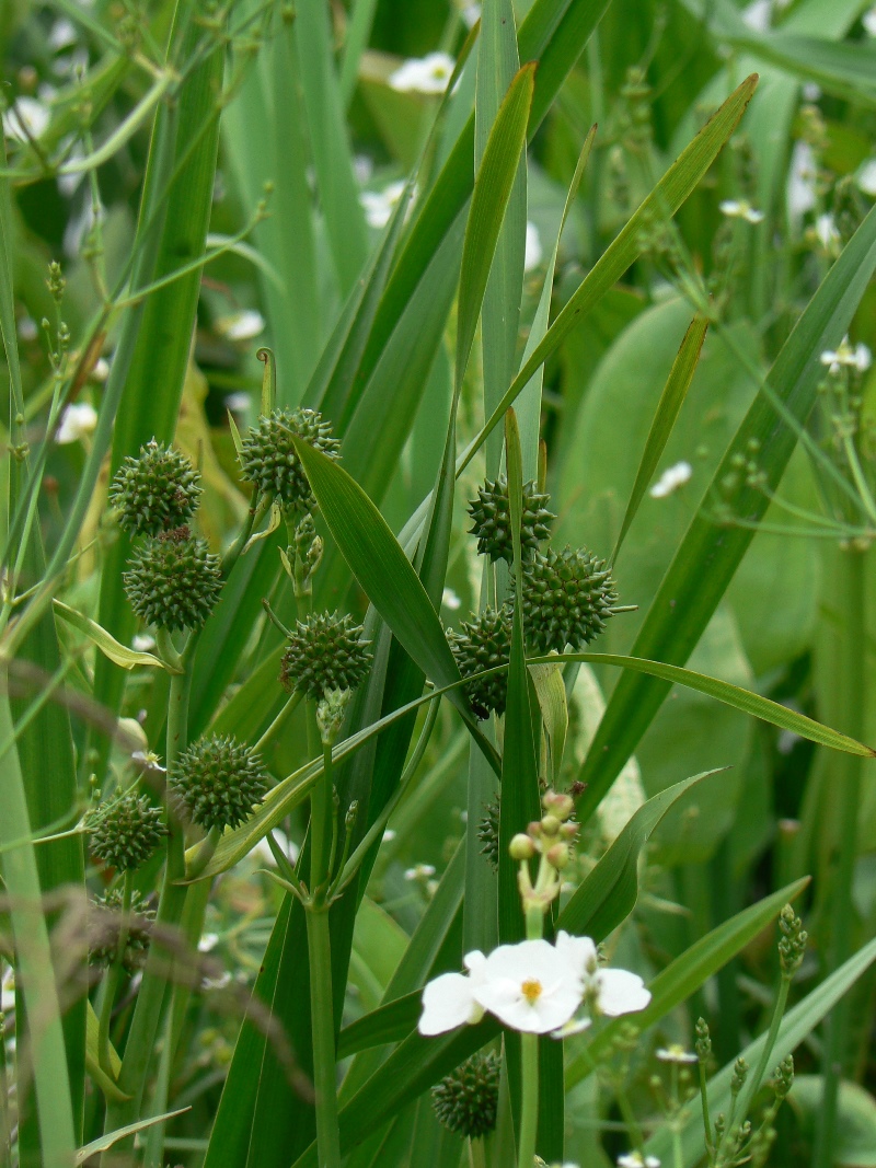 Image of Sparganium coreanum specimen.