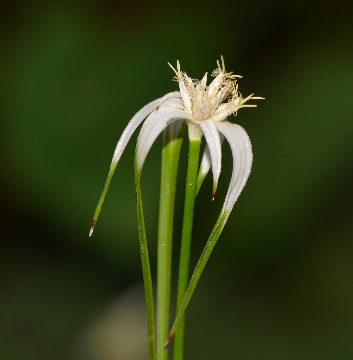 Image of Rhynchospora colorata specimen.