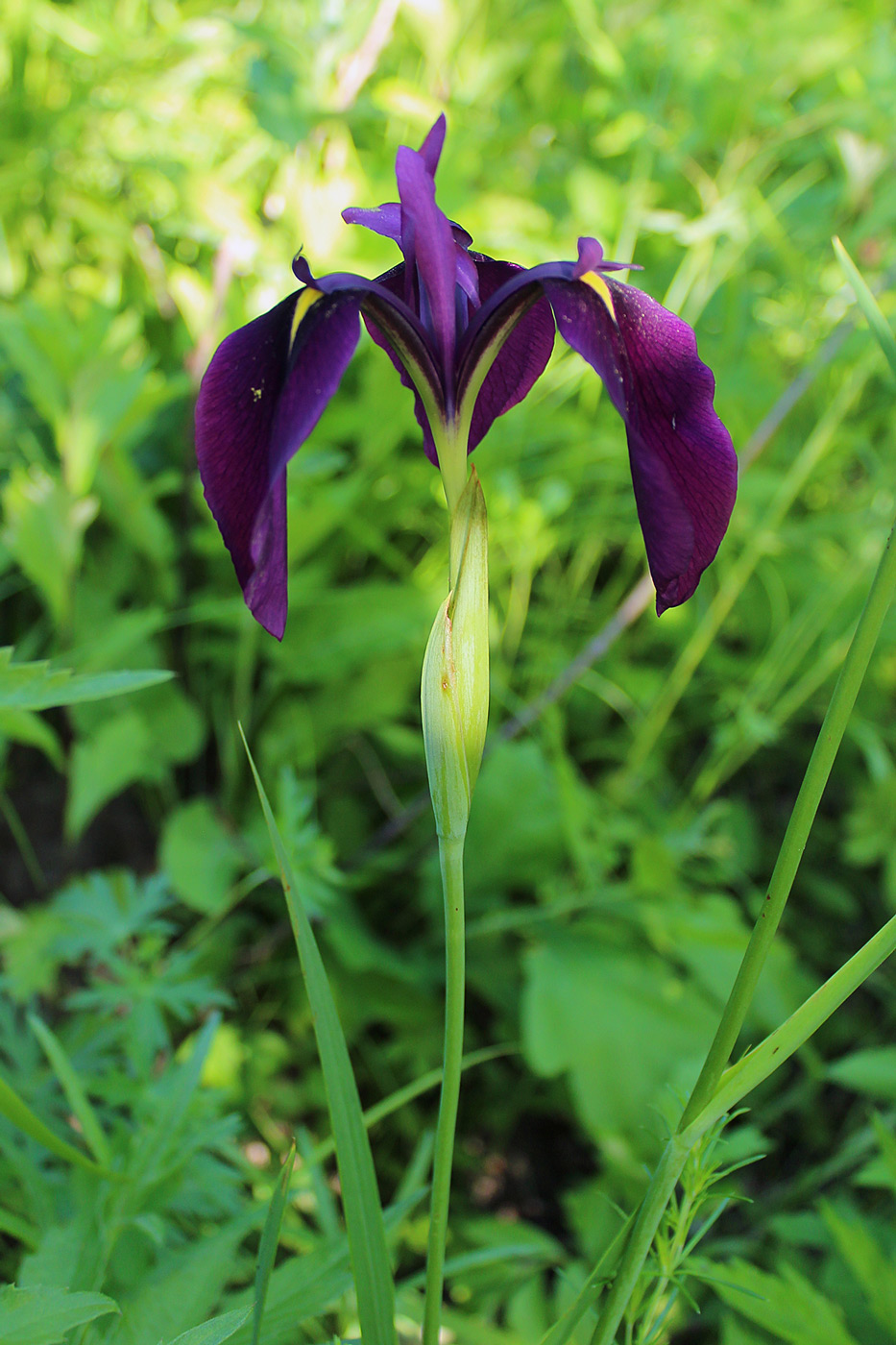 Image of Iris ensata specimen.