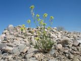 Erysimum canescens