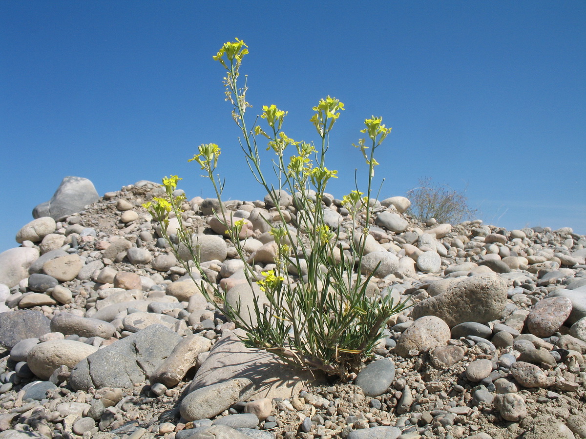 Изображение особи Erysimum canescens.