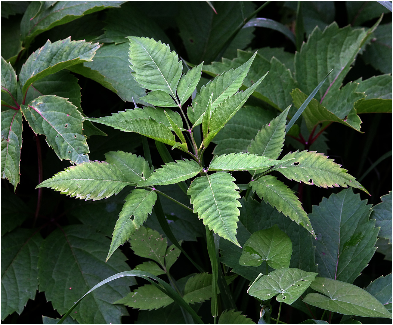 Image of Bidens frondosa specimen.