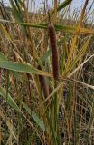 Typha angustifolia