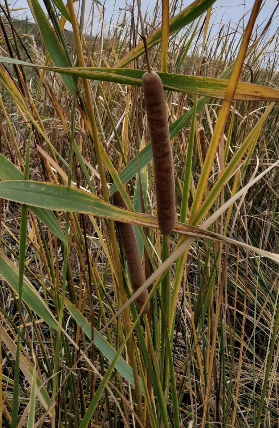 Изображение особи Typha angustifolia.