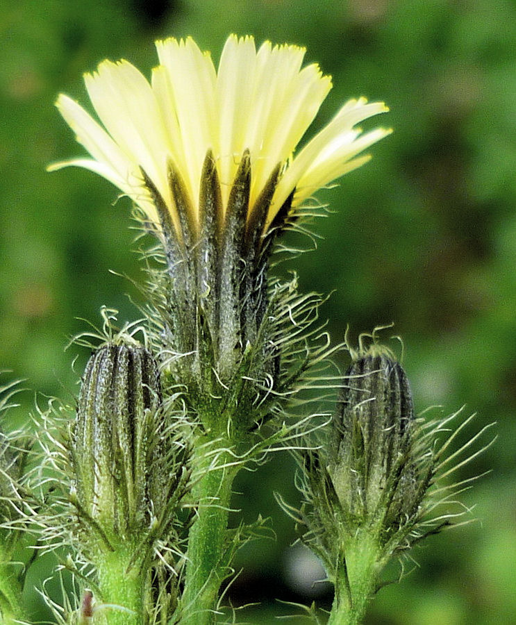 Image of Picris koreana specimen.