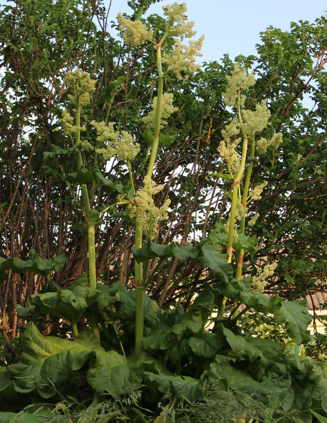 Image of Rheum rhabarbarum specimen.