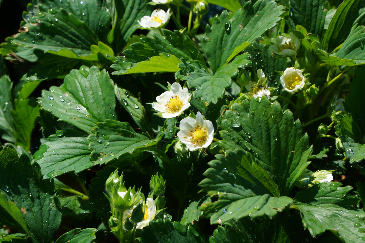 Изображение особи Fragaria × ananassa.