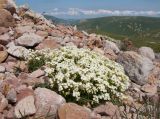 Arabis caucasica
