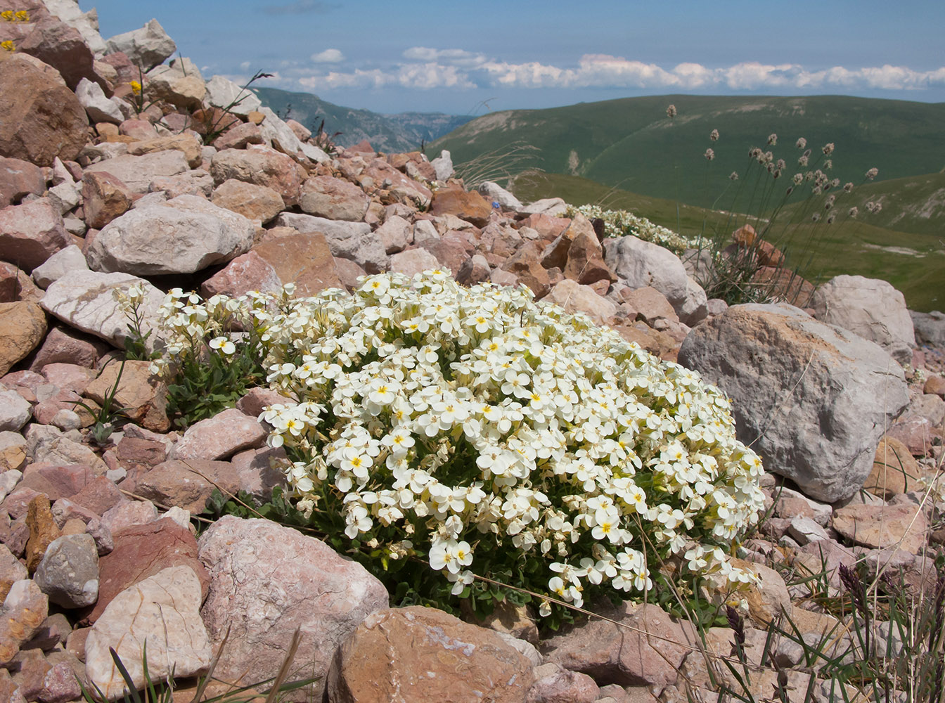 Image of Arabis caucasica specimen.