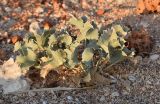 Eryngium maritimum