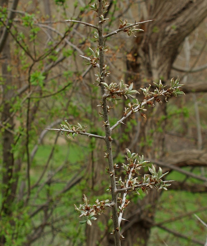 Изображение особи Hippophae rhamnoides.