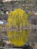 Salix babylonica