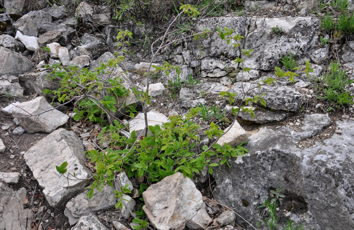 Image of Ulmus laevis specimen.