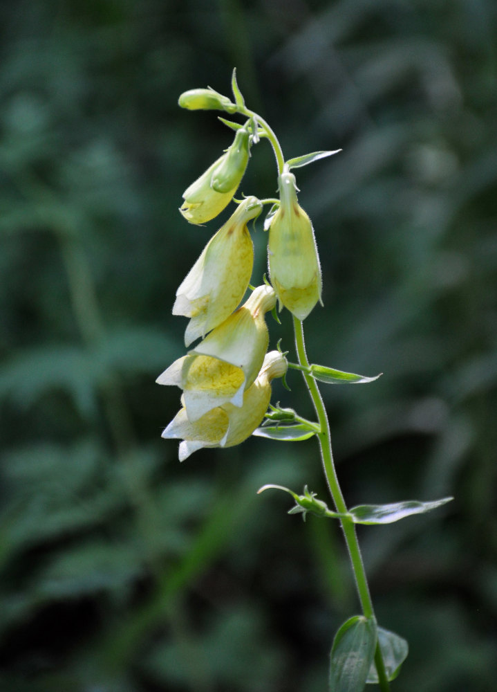 Image of Digitalis grandiflora specimen.