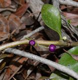 genus Myoporum