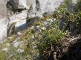 Minuartia oreina. Отцветающее растение. Кабардино-Балкария, Черекский р-н, Кабардино-Балкарский высокогорный заповедник, Мижиргийское ущелье, ≈ 2400 м н.у.м., близ ручья Гидан, среди моренных отложений. 17.08.2021.
