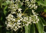 Viburnum odoratissimum. Соцветие, части листьев. Греция, Эгейское море, о. Парос, пос. Дриос, приусадебный участок, возле забора. 05.05.2021.