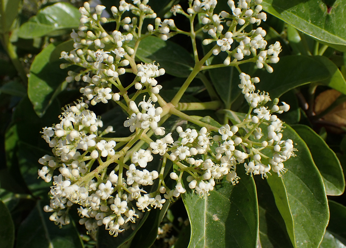 Image of Viburnum odoratissimum specimen.