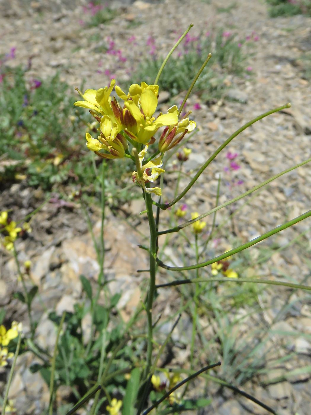 Image of Sisymbrium brassiciforme specimen.