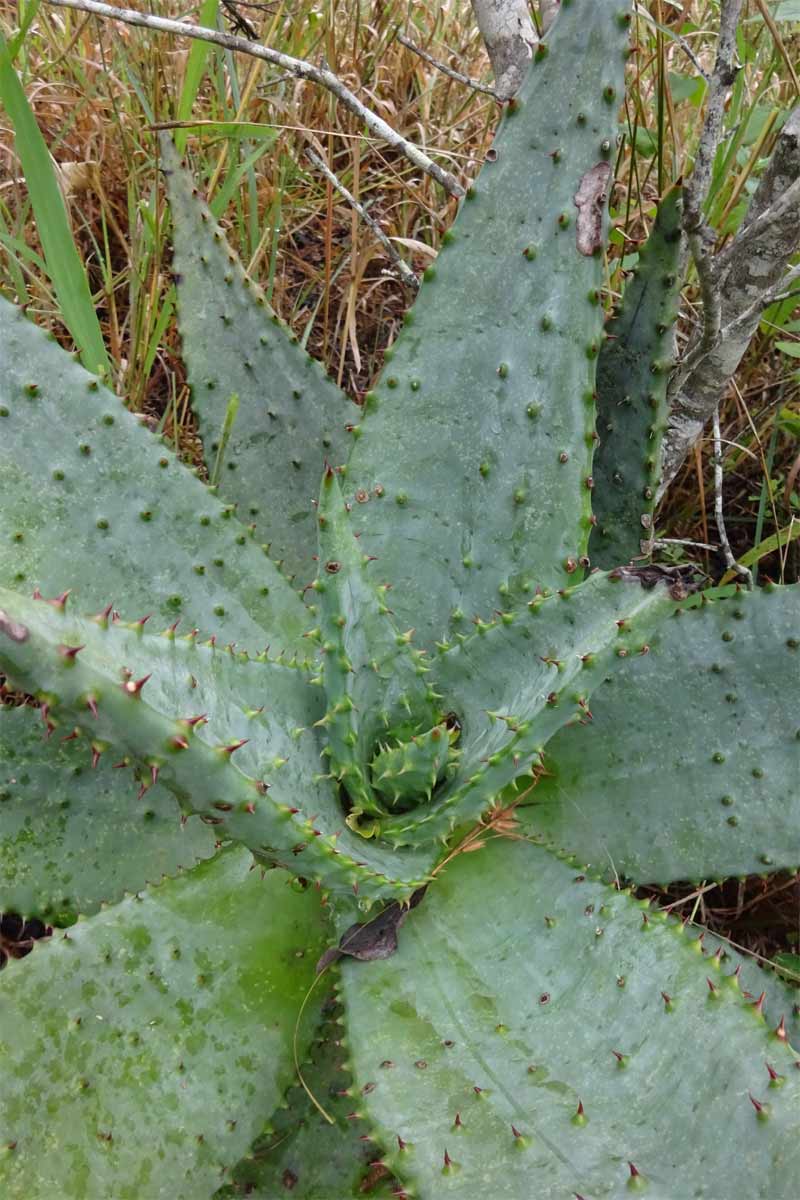 Изображение особи Aloe marlothii.