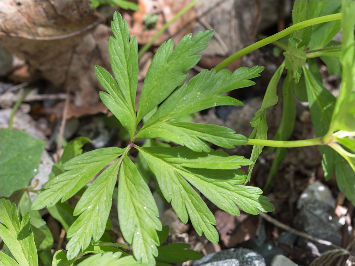 Изображение особи Anemone ranunculoides.