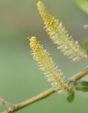 Salix triandra. Мужское соцветие. Калужская обл., Боровский р-н, окр. дер. Дедюевка, левый берег р. Протва. 29 мая 2022 г.