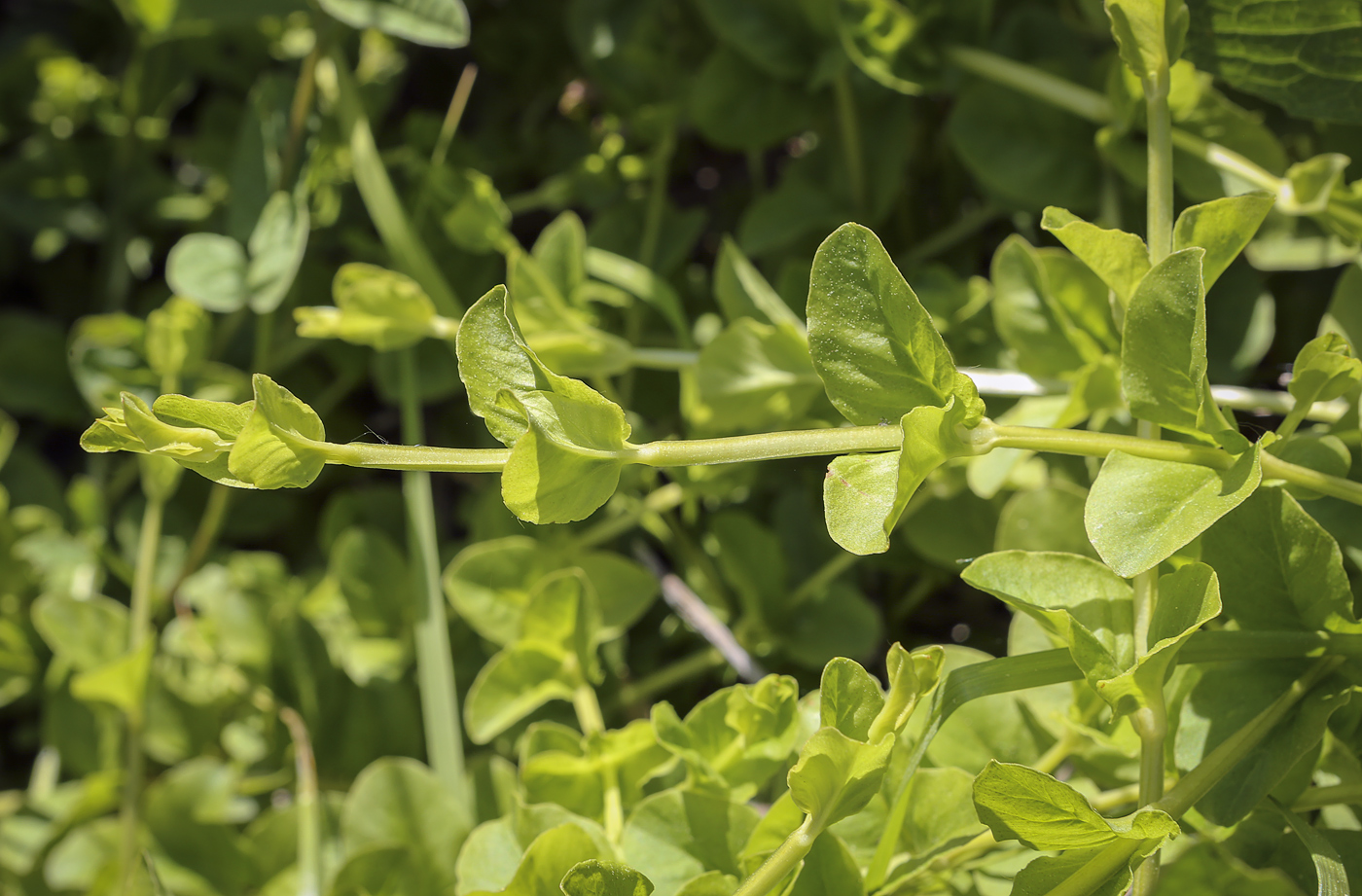 Image of Lysimachia nummularia specimen.