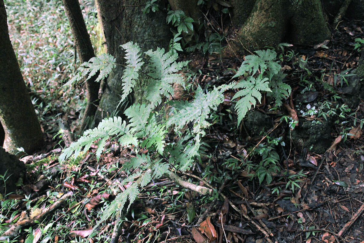 Image of class Polypodiopsida specimen.