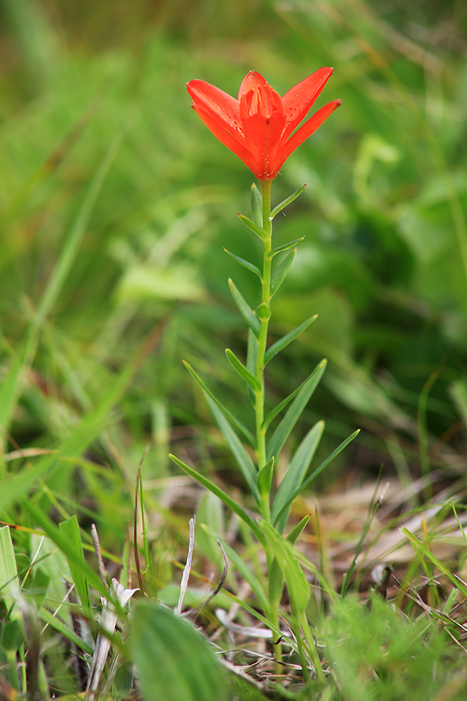 Изображение особи Lilium buschianum.