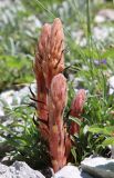 Orobanche kurdica
