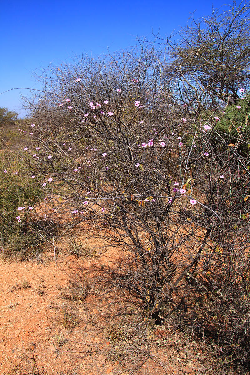 Изображение особи семейство Convolvulaceae.