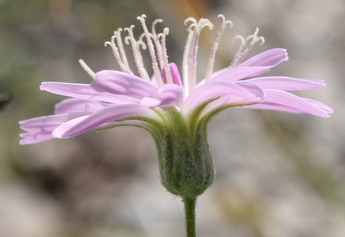 Image of Lagoseris purpurea specimen.