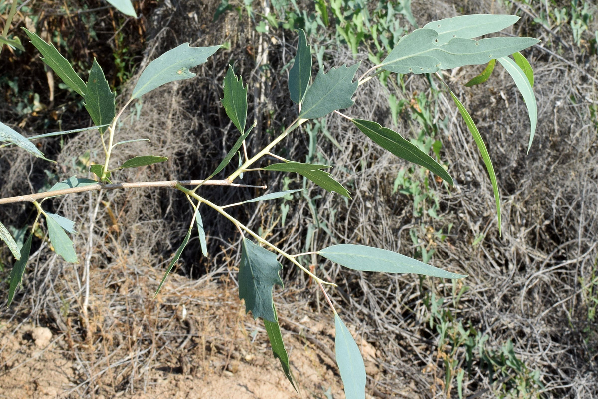 Изображение особи Populus euphratica.