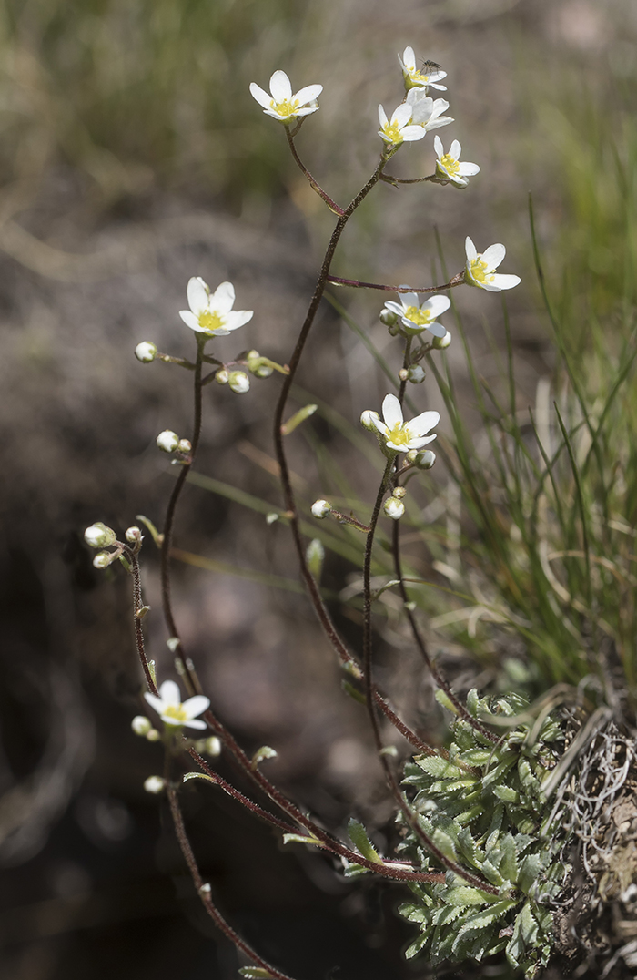 Изображение особи Saxifraga cartilaginea.