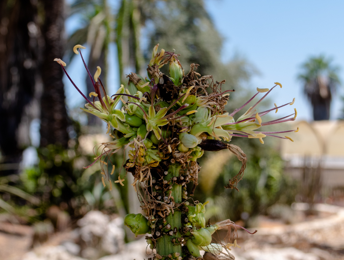 Изображение особи Agave victoriae-reginae.