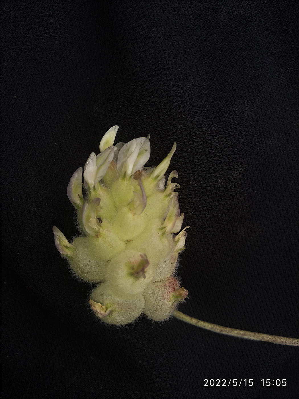 Изображение особи Astragalus willisii.
