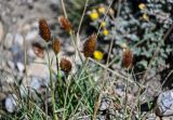 Calamagrostis anthoxanthoides