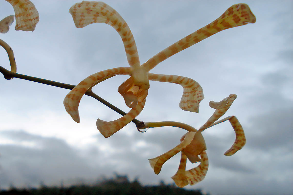 Image of familia Orchidaceae specimen.