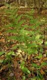 Dryopteris expansa