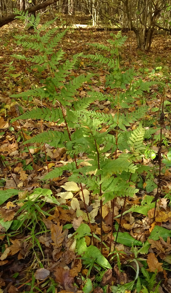 Изображение особи Dryopteris expansa.