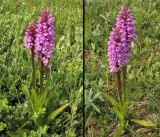 Dactylorhiza praetermissa. Цветущие растения (var. praetermissa) во влажной долине между приморскими дюнами. Нидерланды, Северное море, остров Схирмонниког. Начало июня 2007 г.
