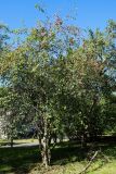 Malus prunifolia