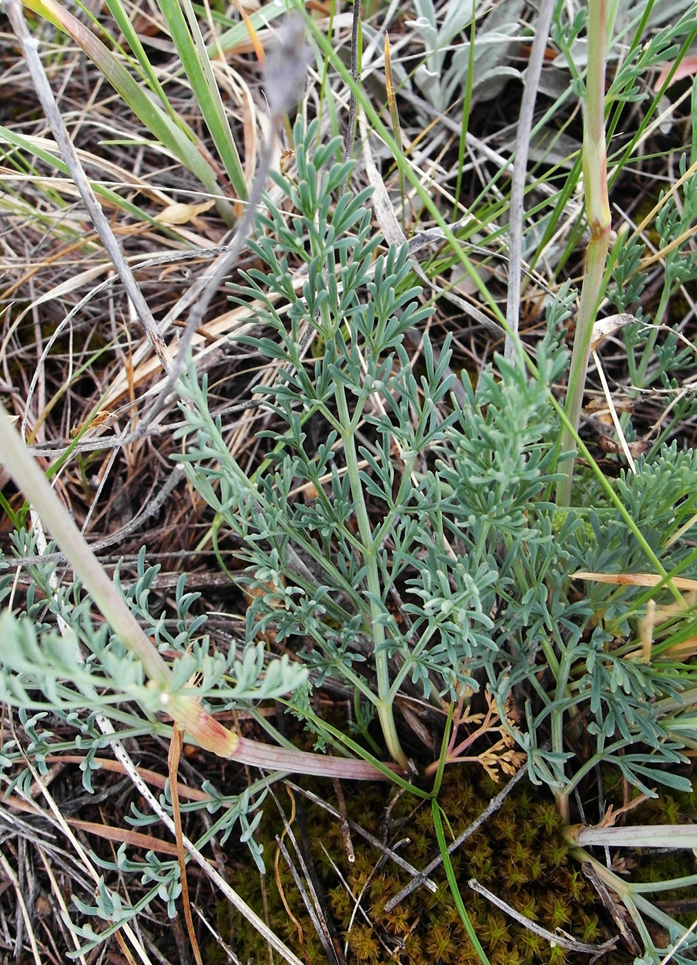 Изображение особи семейство Apiaceae.