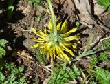 genus Taraxacum. Верхушка побега с соцветием (вид со стороны обёртки). Иркутская обл., Слюдянский р-н, окр. пос. Култук, пологий склон, луг. 04.06.2022.