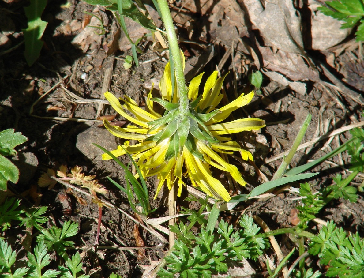 Изображение особи род Taraxacum.