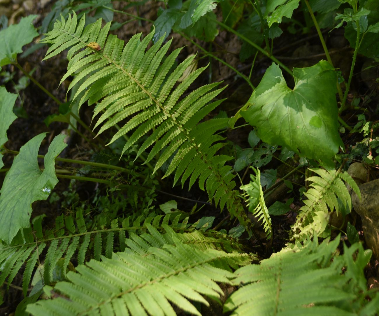 Image of Matteuccia struthiopteris specimen.