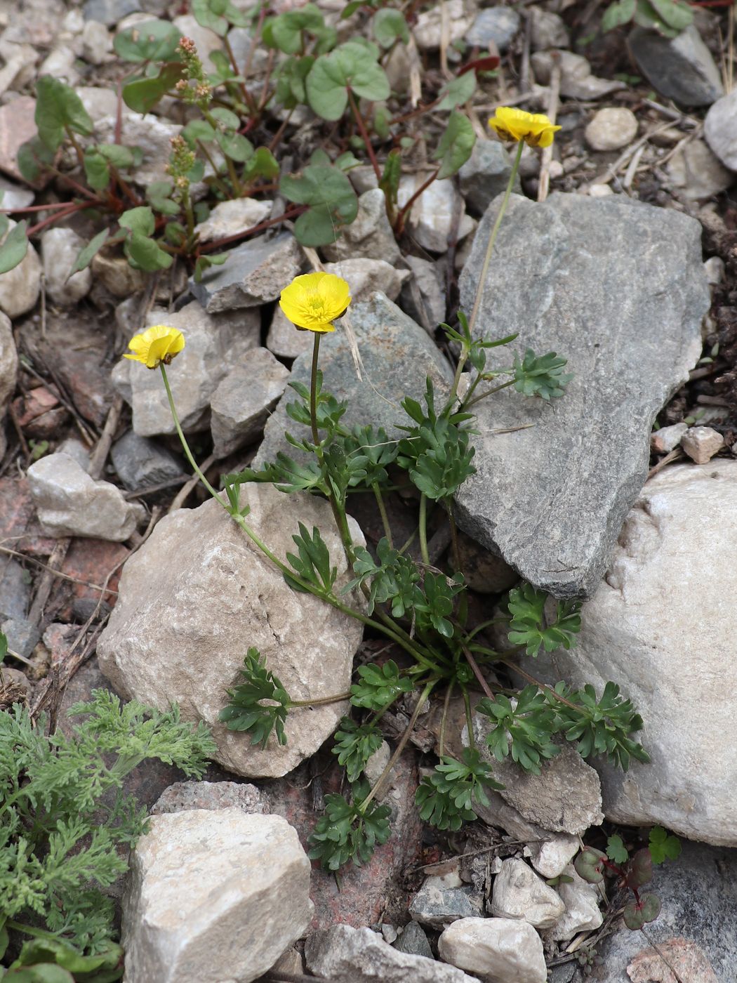 Изображение особи Ranunculus rufosepalus.